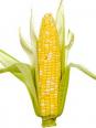 La plante domestiquée (OGM)