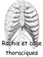 Rachis et cage thoracique