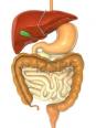 Un quiz sur la digestion et le système digestif