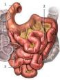 L'intestin gêle - Somato
