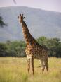 girafe